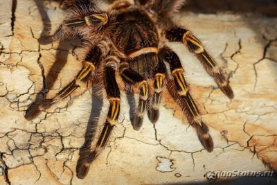 Фото Птицеед граммостола ауреостриата Grammostola aureostriata Rose Hair Tarantul  (photo#121448)