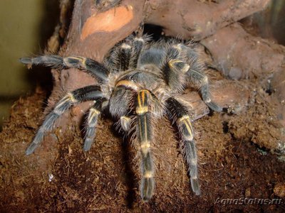 Фото Птицеед граммостола ауреостриата Grammostola aureostriata Rose Hair Tarantul  (photo#121449)