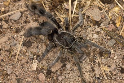 Фото Птицеед евкратосцелюс пахипус Eucratoscelus pachypus  (photo#121453)