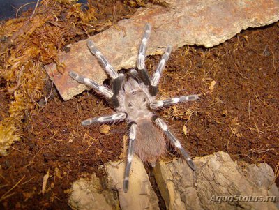 Фото Птицеед нанду хроматус лазиодора кристата Nhandu chromatus  (photo#121475)