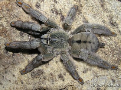 Фото Птицеед псальмопеус кембриджи Psalmopoeus cambridgei  (photo#121476)