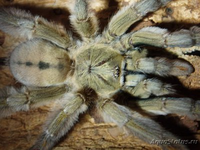 Фото Птицеед псальмопеус кембриджи Psalmopoeus cambridgei  (photo#121477)