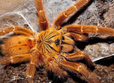 Фото Птицеед птеринохилюс Red Usambara Pterinochilus cf. murinus Red Usambara  (photo#121478)