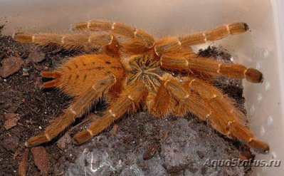 Фото Птицеед птеринохилюс Red Usambara Pterinochilus cf. murinus Red Usambara  (photo#121479)