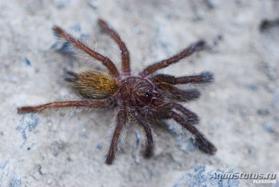 Фото Птицеед птеринохилюс муринус серый Pterinochilus cf. murinus  (photo#121480)