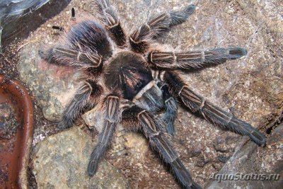 Фото Птицеед формиктопус канцеридес Phormictopus cancerides Haitian Brown Tarantula  (photo#121483)