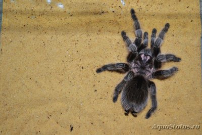 Фото Птицеед формиктопус канцеридес Phormictopus cancerides Haitian Brown Tarantula  (photo#121484)