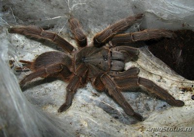 Фото Птицеед хилобрахис хуахини Chilobrachys huahini  (photo#121486)