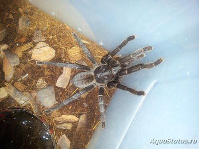 Фото Птицеед цириопагопус паганус Cyriopagopus paganus Thai Tiger Tarantula  (photo#121488)