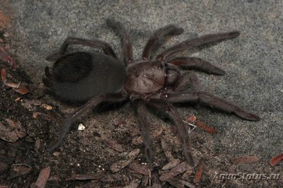 Фото Птицеед цитаракантус Меермана Citharacanthus meermani Cinnamon Brown Tarantula  (photo#121491)