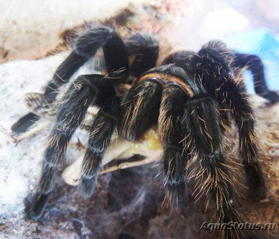 Фото Птицеед цитаракантус Меермана Citharacanthus meermani Cinnamon Brown Tarantula  (photo#121492)