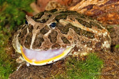 Рогатка украшенная (Ceratophrys ornata)