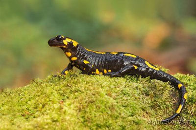 Фото Саламандра огненная Salamandra salamandra  (photo#121529)