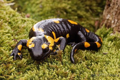 Фото Саламандра огненная Salamandra salamandra  (photo#121530)