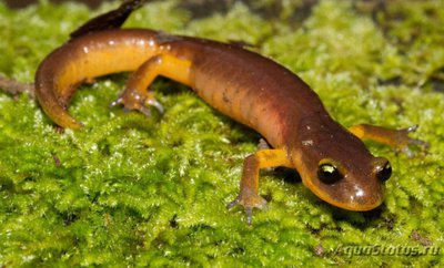 Саламандры безлёгочные (Plethodontidae)