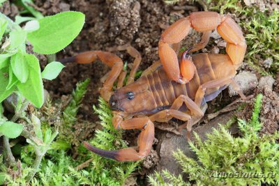 Скорпион бабикурус джексона (Babycurus jacksoni)