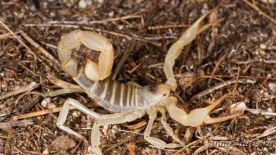 Фото Скорпион гадрурус аризонский Hardrurus arizonensis Desert Hairy Scorpion  (photo#121552)