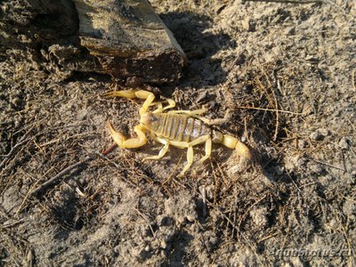 Фото Скорпион гадрурус аризонский Hardrurus arizonensis Desert Hairy Scorpion  (photo#121553)