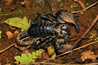 Фото Скорпион гетерометрус Ява Heterometrus sp.  (photo#121554)