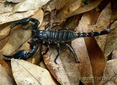 Фото Скорпион гетерометрус лонгиманус Heterometrus longimanus  (photo#121555)