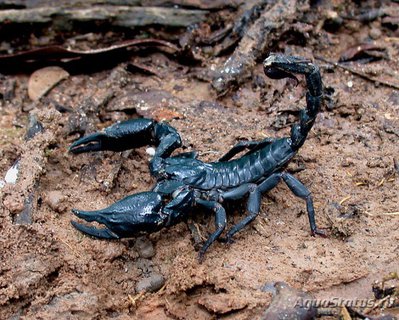 Фото Скорпион гетерометрус спинифер Heterometrus spinifer  (photo#121557)