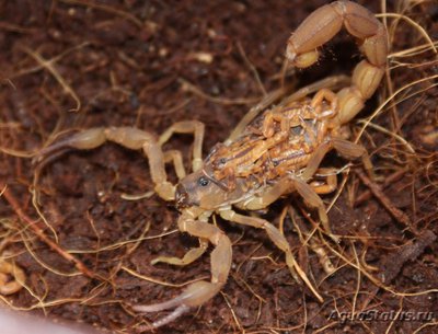 Фото Скорпион одонтурус дентатус Odonthurus dentatus  (photo#121581)