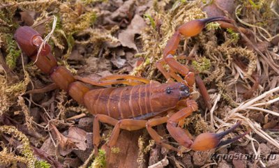 Фото Скорпион одонтурус дентатус Odonthurus dentatus  (photo#121582)