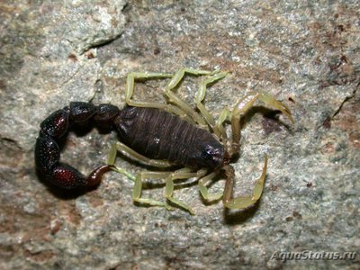 Фото Скорпион опистофтальмус Opisthophtalmus sp.  (photo#121584)