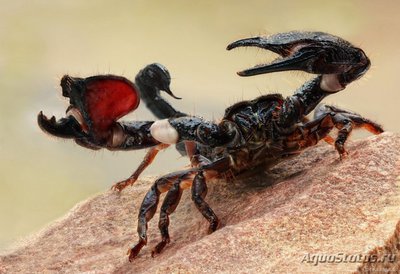 Фото Скорпион пандинус кавиманус Pandinus cavimanus  (photo#121617)