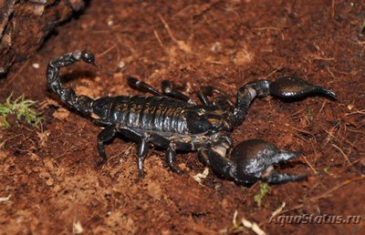 Фото Скорпион пандинус кавиманус Pandinus cavimanus  (photo#121618)