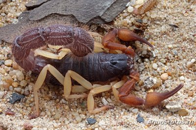 Скорпион Парабутус Пушистохвостый (Parabuthus villosus)