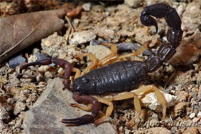 Скорпион Парабутус Пушистохвостый (Parabuthus villosus)