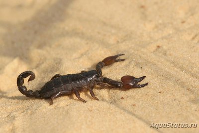 Фото Скорпион скорпио маурус Scorpio maurus  (photo#121625)