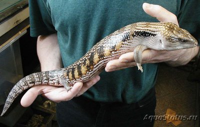 Фото Сцинк синеязыкий гигантский Tiliqua gigas  (photo#121651)