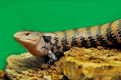 Фото Сцинк синеязыкий гигантский Tiliqua gigas  (photo#121652)