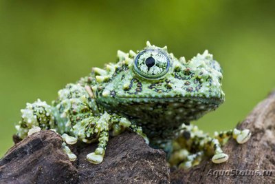 Телодерма бородавчатая (Theloderma leporosum)