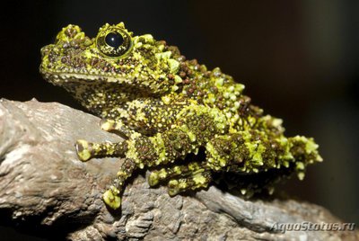 Фото Телодерма лишаистая Theloderma corticale  (photo#121704)