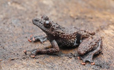 Фото Телодерма ужасная Theloderma horridum  (photo#121705)