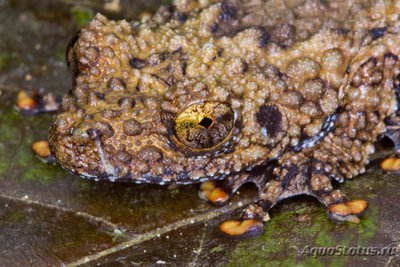 Фото Телодерма ужасная Theloderma horridum  (photo#121706)