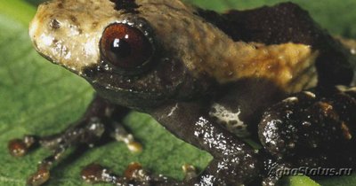 Фото Телодерма шероховатая Theloderma asperum Hill Garden Bug-eyed Frog  (photo#121707)