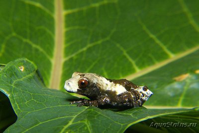 Фото Телодерма шероховатая Theloderma asperum Hill Garden Bug-eyed Frog  (photo#121708)