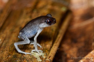 Фото Тонкорукая чесночница Хендриксона Leptobrachium hendricksoni  (photo#121710)