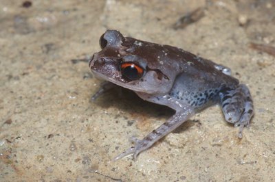 Фото Тонкорукая чесночница Хендриксона Leptobrachium hendricksoni  (photo#121711)