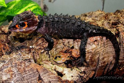 Фото Триболонотус стройный Tribolonotus gracilis  (photo#121712)
