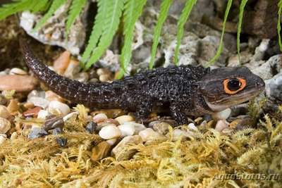 Фото Триболонотус стройный Tribolonotus gracilis  (photo#121713)