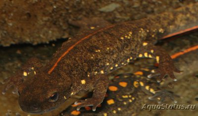 Фото Тритон бородавчатый китайский Paramesotriton chinensis Giant Rock Lizard  (photo#121714)