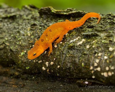 Фото Тритон восточноамериканский краснопятнистый Notophthalmus viridescens Red eft  (photo#121716)