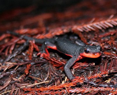 Фото Тритон китайский краснобрюхий Cynops orientalis Red Belly Fire Newt  (photo#121739)