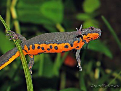 Фото Тритон китайский краснобрюхий Cynops orientalis Red Belly Fire Newt  (photo#121740)