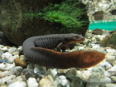 Фото Тритон коротконогий краснобрюхий Pachytriton labiatus Paddletail Newt  (photo#121746)